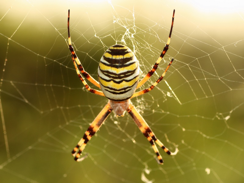 Argiope bruennichi